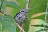Spot-backed Antshrike 