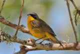 Masked Yellowthroat