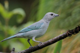 Sayaca Tanager 