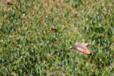 Savanna Hawk