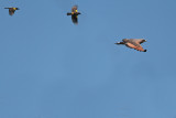 Savanna Hawk 