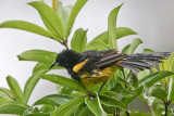 Black-cowled Oriole 
