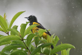 Black-cowled Oriole