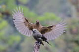 Palm Tanager