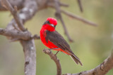 Vermillion Flycatcher