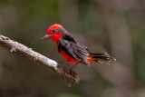 Vermillion Flycatcher