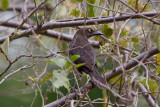 Carib Grackle