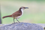 Bicolored Wren