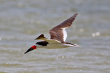 Black Skimmer 