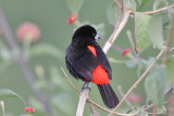 Passerines Tanager