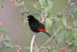 Passerines Tanager