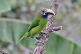 Emerald Toucanet