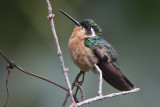 Purple-throated Mountain-gem 