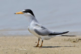 Least Tern