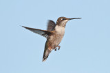 Ruby-throated Hummingbird