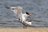 Royal Tern