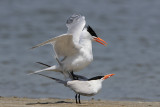 Royal Tern 