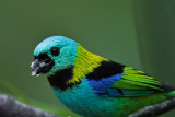 Green-headed Tanager