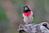 Rose-breasted Grosbeak