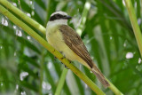 Great Kiskadee