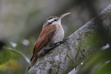 Narrow-billed Woodcreeper 