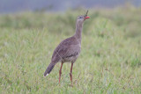 Red-legged Seriema