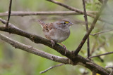 Grassland Sparrow 