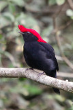 Helmeted Manakin