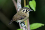 White-throated Spadebill