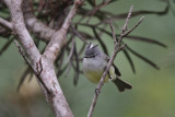 White-crested Tyrannulet