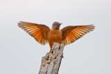 Cliff Flycatcher