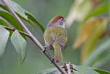 Gray-eyed Greenlet