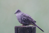 Scaled Dove