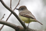 Short-crested Flycatcher