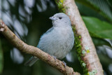 Sayaca Tanager