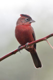 Red-crested Finch 