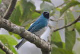 Swallow Tanager