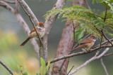 Pale-breasted Spinetail 