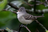 Southern-beardless Tyrannulet