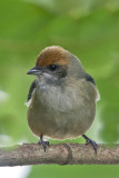 Black-goggled Tanager 