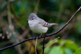 Southern-beardless Tyrannulet 