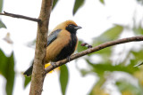 Burnished-buff Tanager 