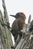 Little Woodpecker 
