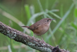 House Wren (Southern)