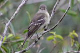 Highland Elaenia 