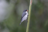 White-bellied Seedeater