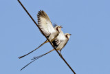 Streamer-tailed Tyrant