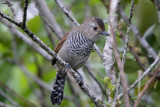 Rufous-winged Antshrike