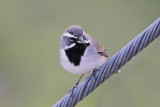 Black-throated Sparrow 