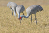 Sandhill Crane 